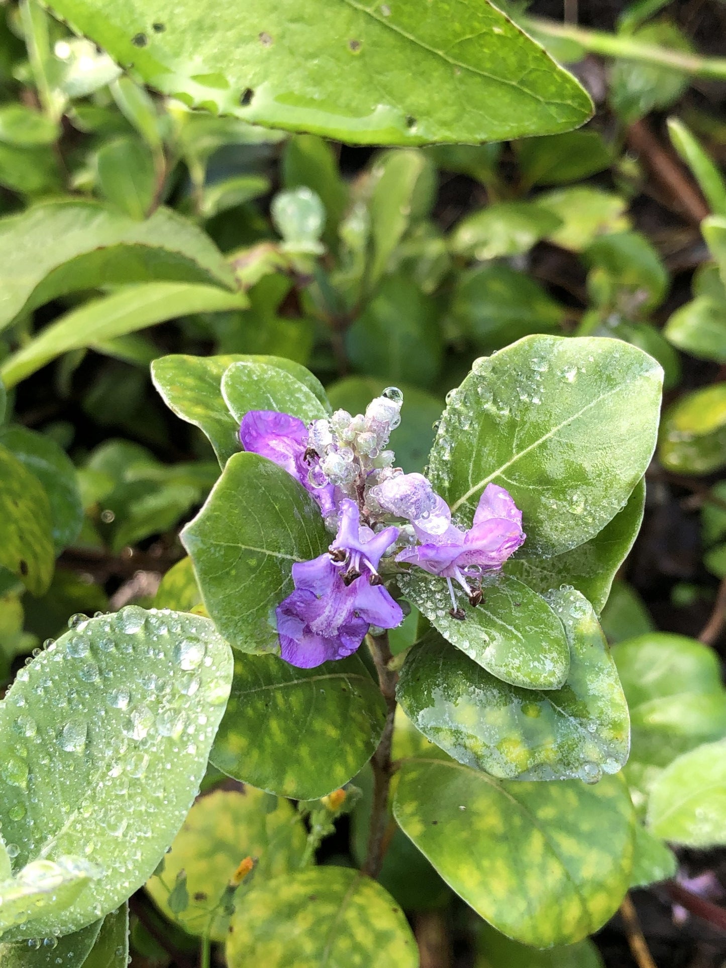 Pōhinahina